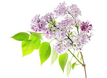 《刺客信条4》重制版将进行重大改进 预计于11月发售